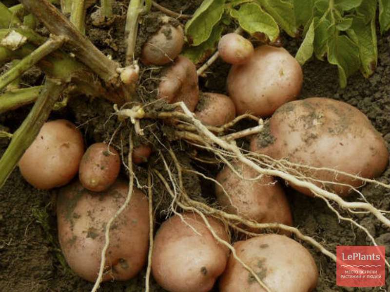 Картофель (Solanum tuberosum) — описание, выращивание, фото на LePlants.ru Картофель (Solanum tuberosum) — описание, выращивание, фото на LePlants.ru