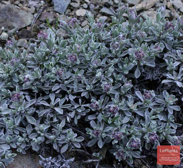 Антеннария (Antennaria) — описание, выращивание, фото | на LePlants.ru