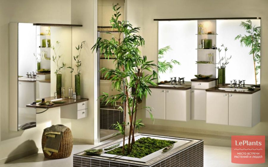 Растения которые можно выращивать в ванной комнате