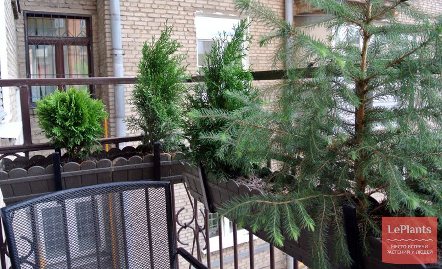 Как вырастить хвойные деревья в квартире