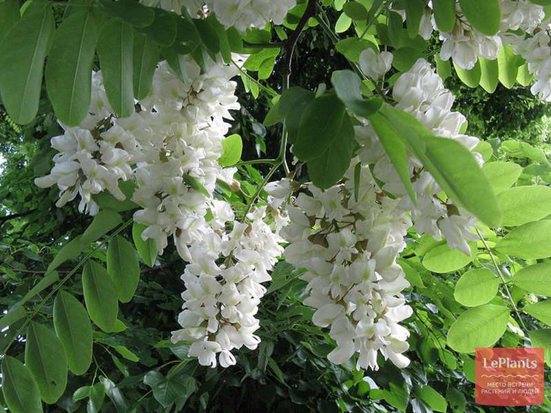 Робиния (Robinia) — описание, выращивание, фото | на LePlants.ru