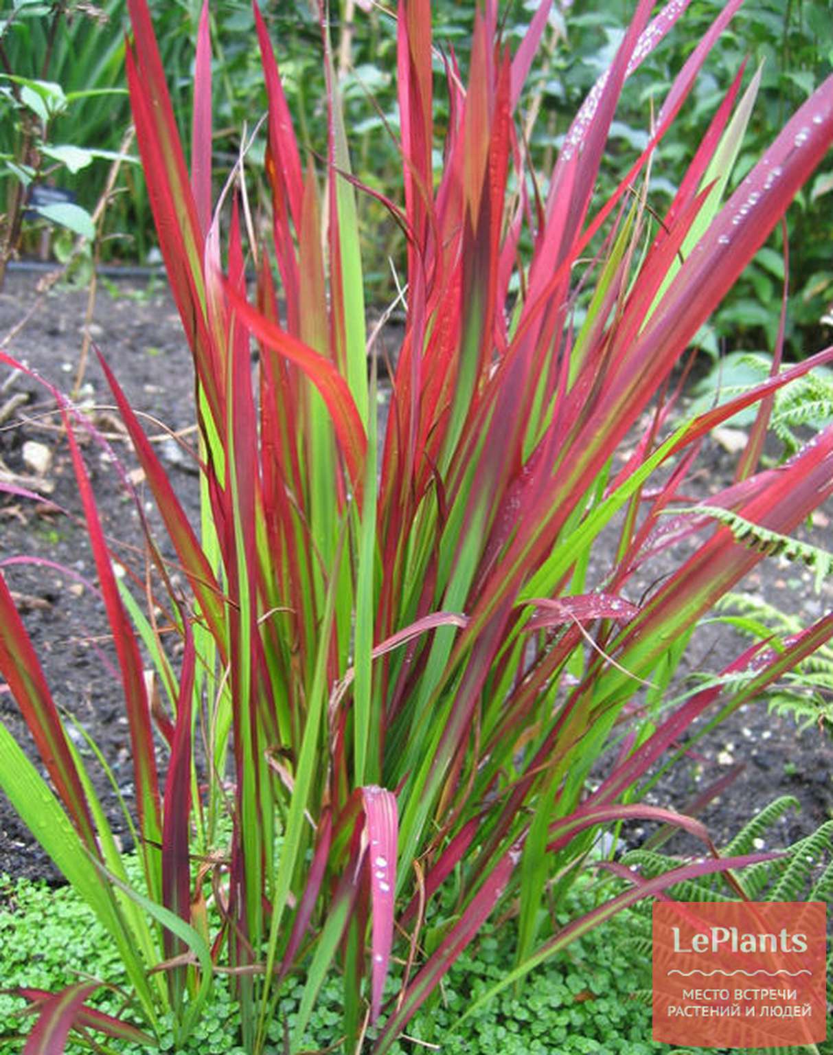 Императа ред барон. Императа цилиндрическая (Imperata cylindrica 'Red Baron'). Императа (Imperata) Red Baron. Ред Барон трава Императа.