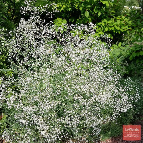 Гипсофила (Gypsophila) — описание, выращивание, фото | на LePlants.ru