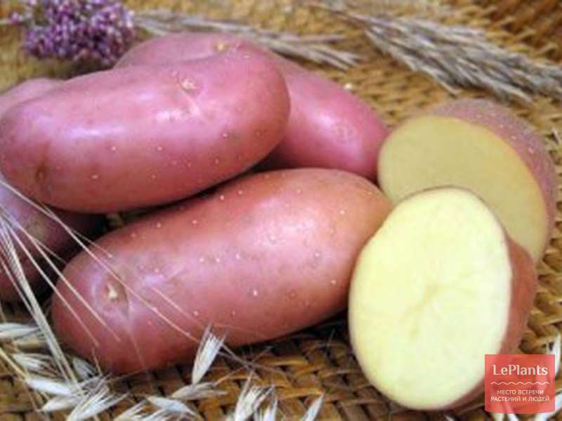 Удобрения и полив для выращивания Картофеля Кардинал