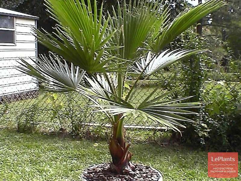 Вашингтония мощная (Washingtonia robusta) — описание, выращивание, фото ...