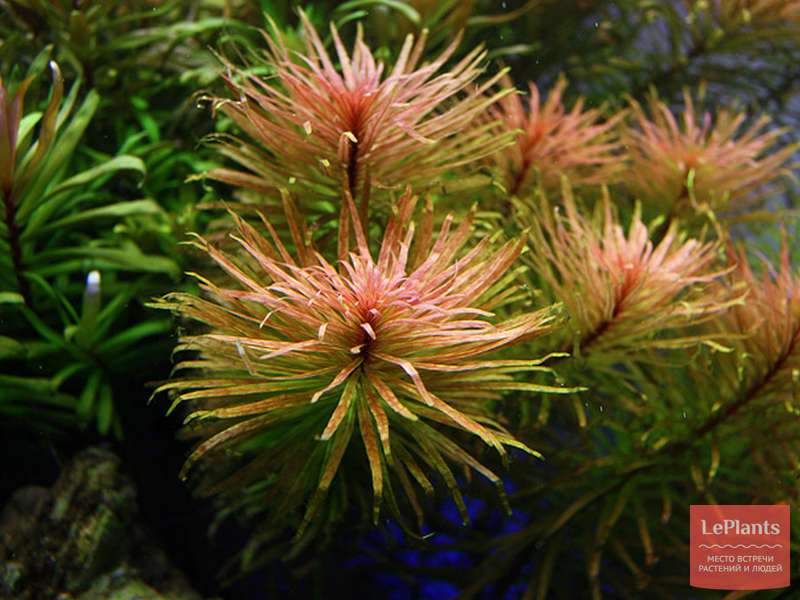Людвигия наклоняющаяся (Ludwigia inclinata) — описание, выращивание ...