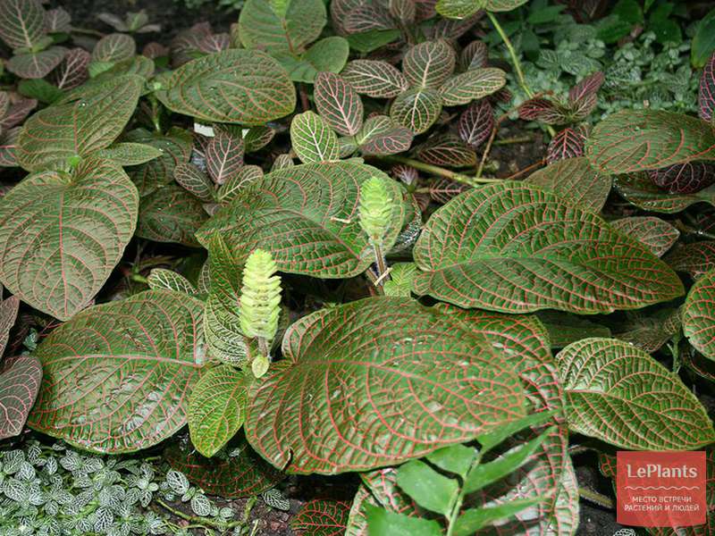 Фиттония гигантская (Fittonia gigantea) — описание, выращивание, фото ...