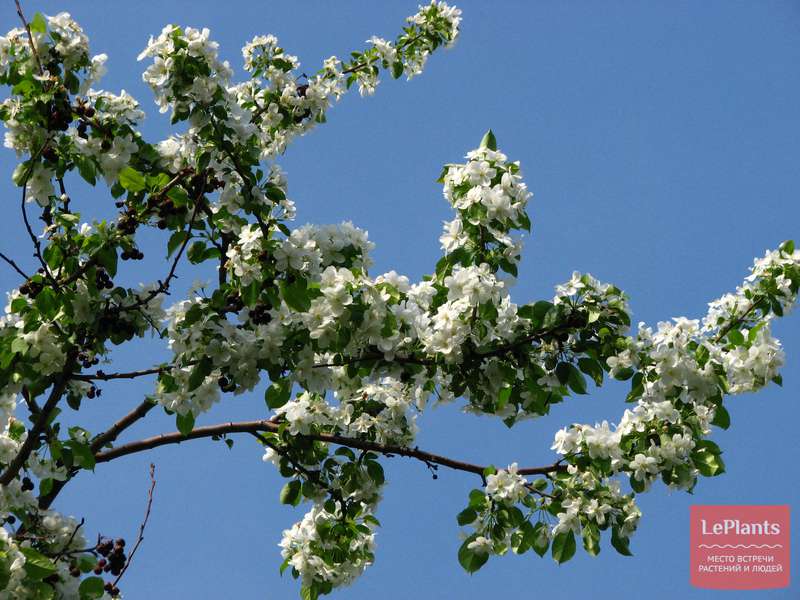 Яблоня мелкоплодная (Malus kaido) — описание, выращивание, фото | на ...