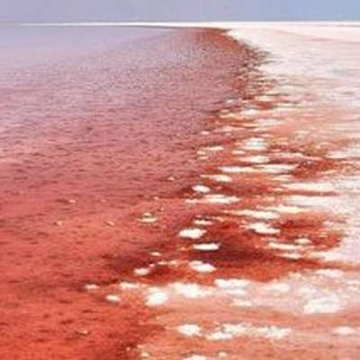 Ответственность за ускоренное таяние арктических льдов «взяли на себя» красные водоросли