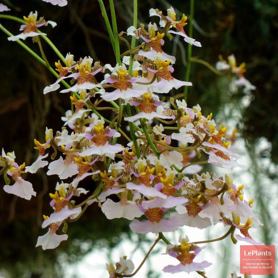 Толумния бархатистая (Tolumnia velutina) — описание, выращивание, фото