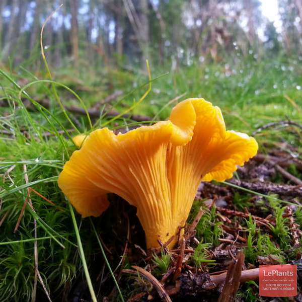 🍄 Лисичка обыкновенная (Cantharellus cibarius) — Съедобные