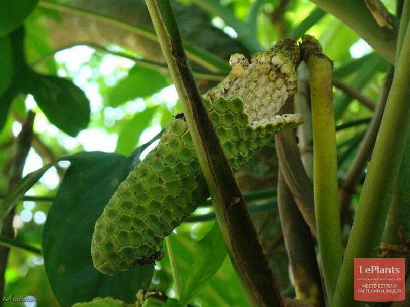 Монстера Адансона (Monstera adansonii) — описание, выращивание, фото ...