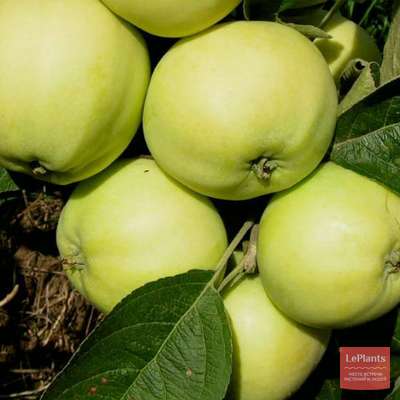 Яблоня Шаропай — описание сорта, характеристики