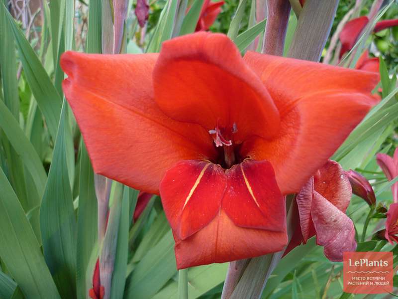 Гладиолус кроваво-красный (Gladiolus cruentus) — описание, выращивание ...