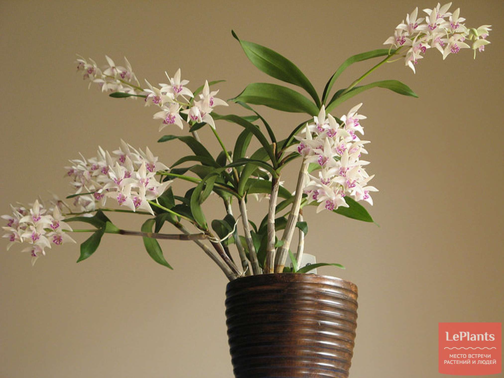 Дендробиум Кинга (Dendrobium kingianum) — описание, выращивание, фото | на LePlants.ru