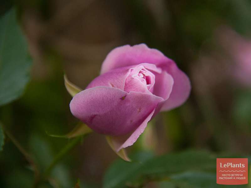 Бенгальская Роза (Rosa bengalensis) — описание, выращивание, фото | на ...