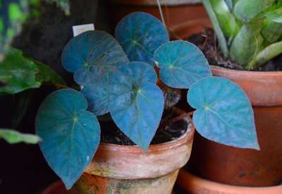 Begonia Pavonina