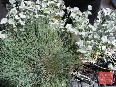 Булавоносец (Corynephorus) — описание, выращивание, фото | на LePlants.ru