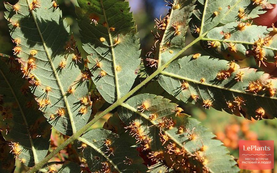 Ржавчина на листьях Рябины
