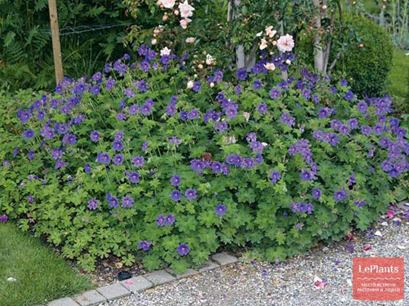Герань грузинская (Geranium ibericum) — описание, выращивание, фото ...