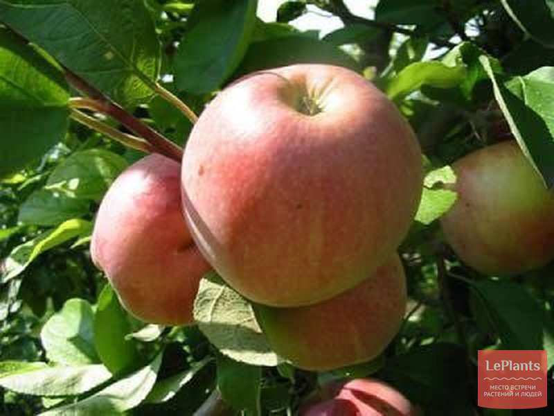 Мальта яблоня фото
