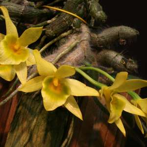 Орхидариум, орхидеи, эпифиты и о все о них