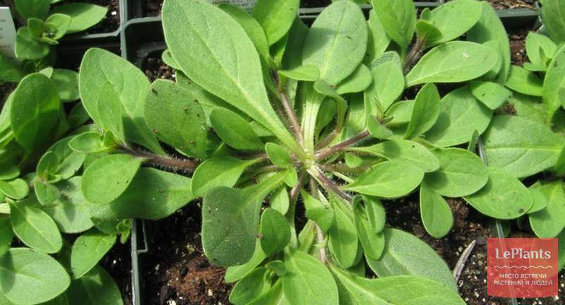 Выращиваем петунию из семян: секреты сильной и здоровой рассады