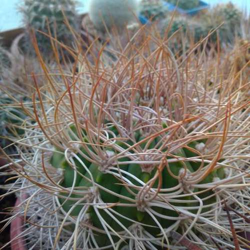 Кактусы, Gymnocalycium polycephalum от Kohres