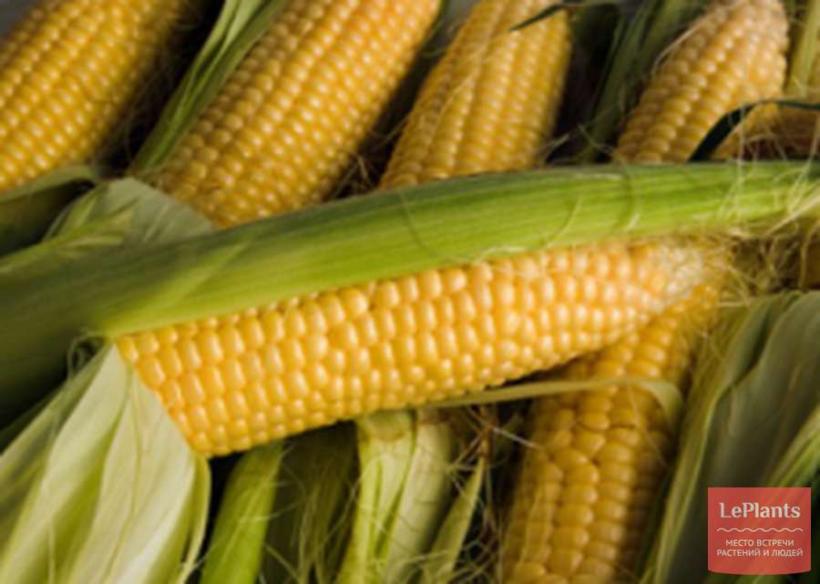 Кукуруза сахарная Порумбень 199 СВ — описание сорта, характеристики