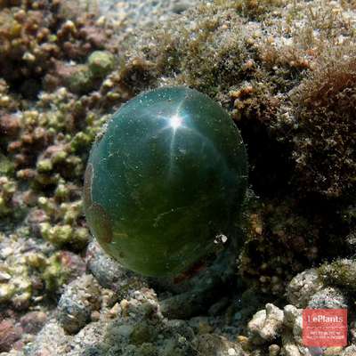 Валония Пузатая