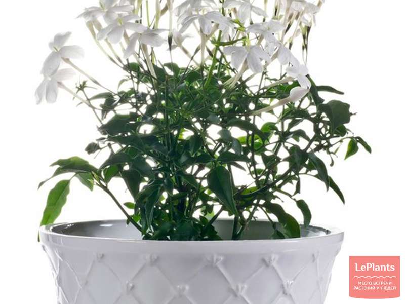 Жасмин (Jasminum) — описание, выращивание, фото | на LePlants.ru