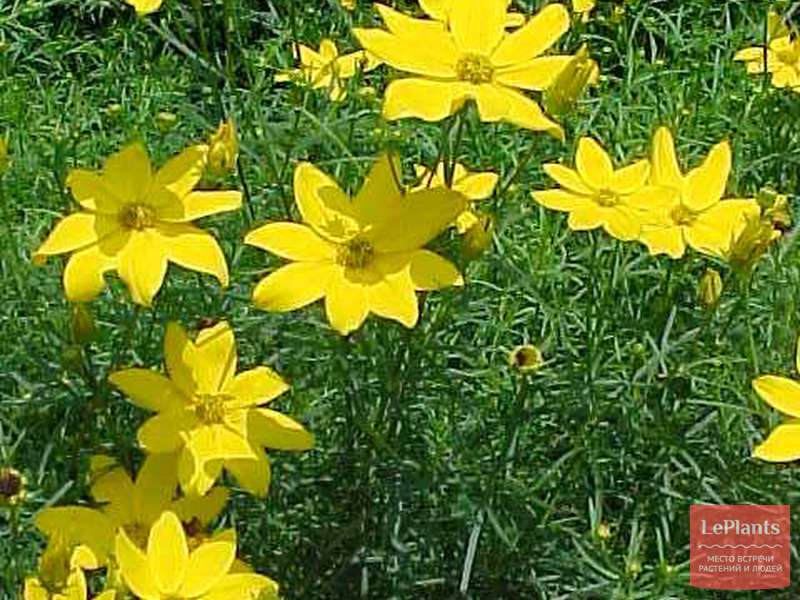Кореопсис мутовчатый (Coreopsis verticillata) — описание, выращивание ...