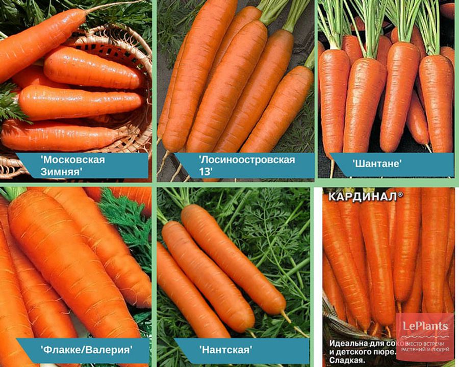 сорта моркови для хранения на зиму