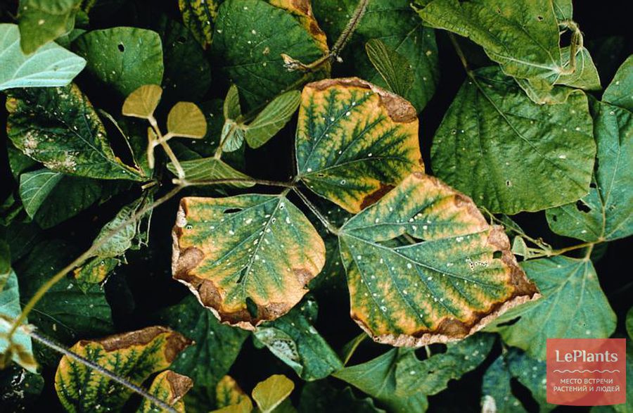 недостаток фосфора сркученность и усыхание листьев