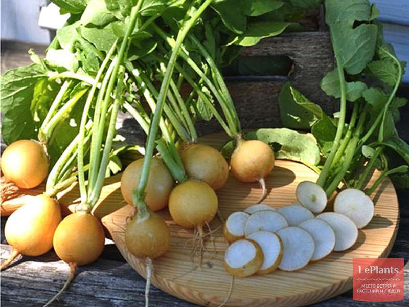 Редис 'Злата' — описание сорта, характеристики | на LePlants.ru