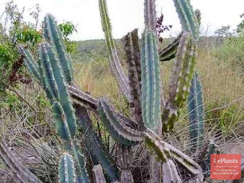 Цереус шерстистый (Cereus lanosus) — описание, выращивание, фото | на ...