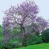 Павловния (Paulownia) — описание, выращивание, фото | на LePlants.ru