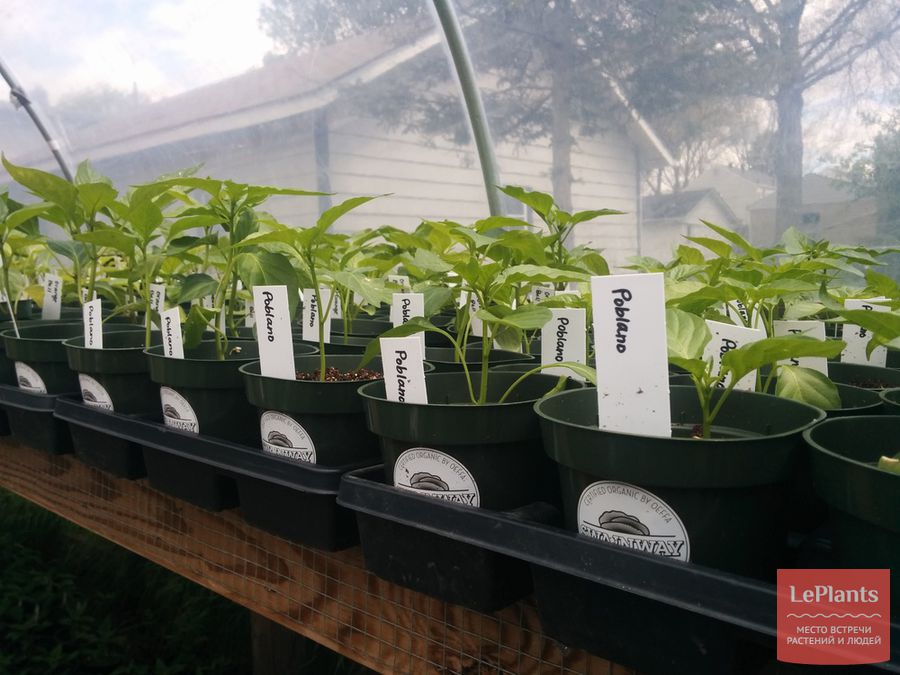 Посадка семян перцев на рассаду: основные шаги для получения здоровыхсеянцев