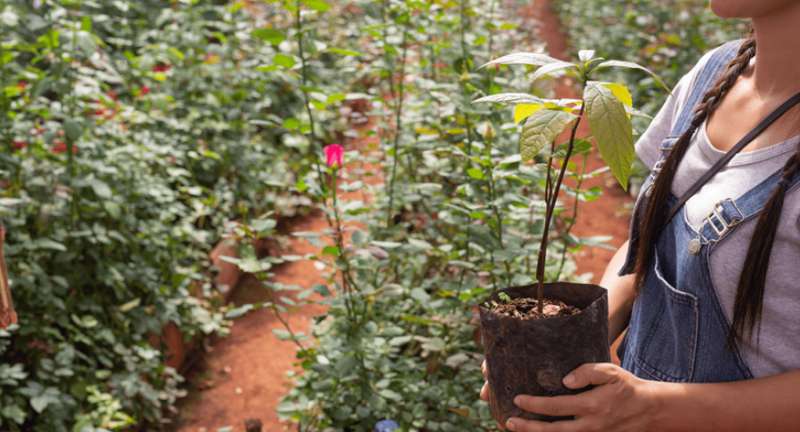 Выращивание плодовых деревьев и кустарников в контейнерах: технология и уход