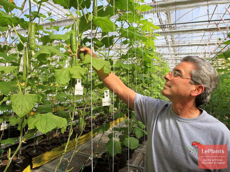 Огурцы в теплице: технология выращивания от посадки до сбора урожая