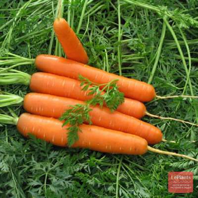 Отзывы о сорте моркови Артек
