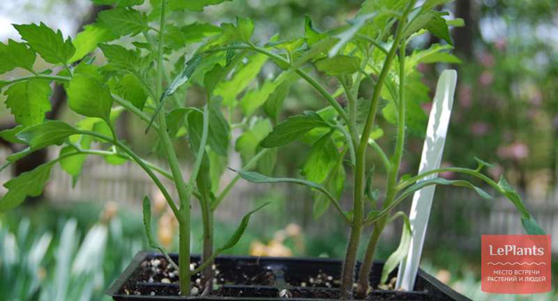 Выращивание рассады томатов в домашних условиях: от семечка до взрослого растения