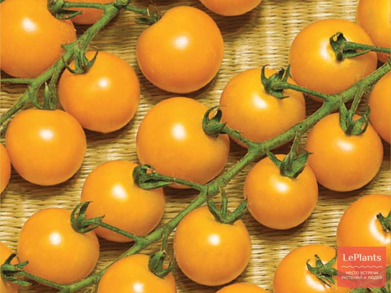 Томат 'Вишня желтая' — описание сорта, характеристики | на LePlants.ru