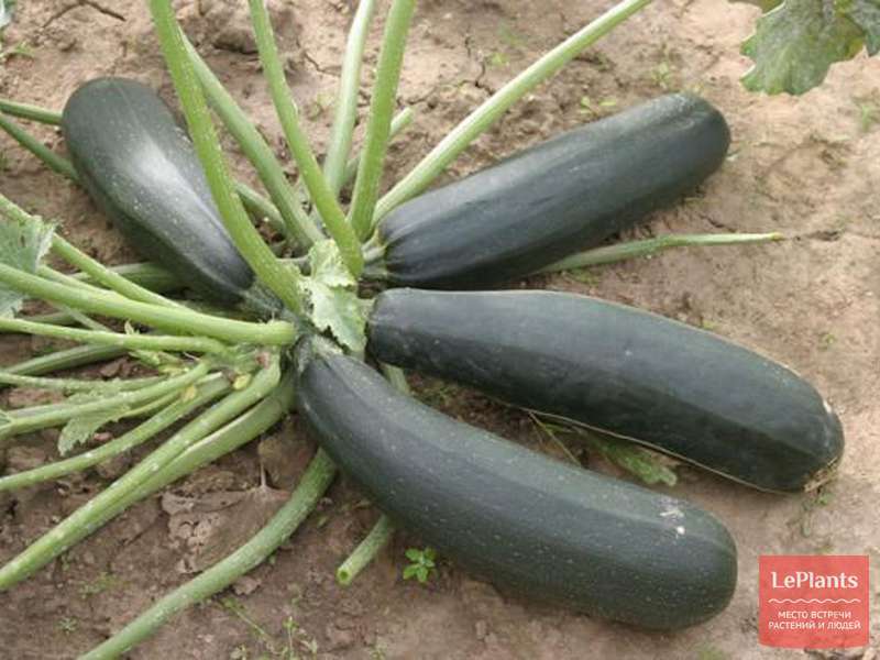 Кабачок 'Фараон' — описание сорта, характеристики | на LePlants.ru
