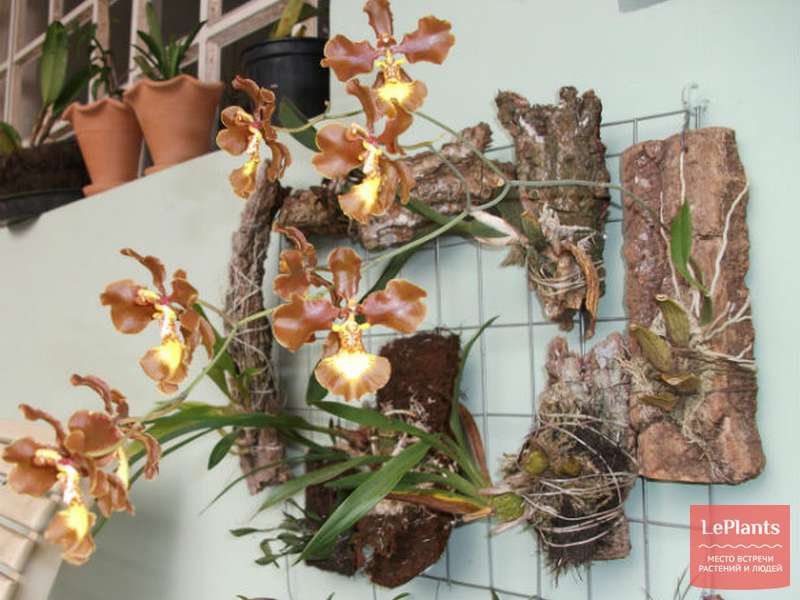 Онцидиум курчавый (Oncidium crispum) — описание, выращивание, фото | на ...