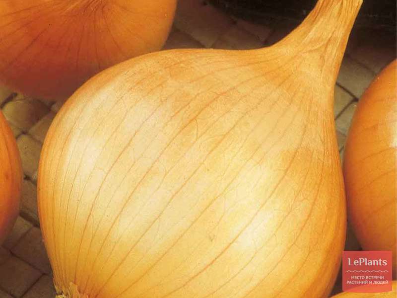Лук репчатый 'Шетана МС' — описание сорта, характеристики | на LePlants.ru