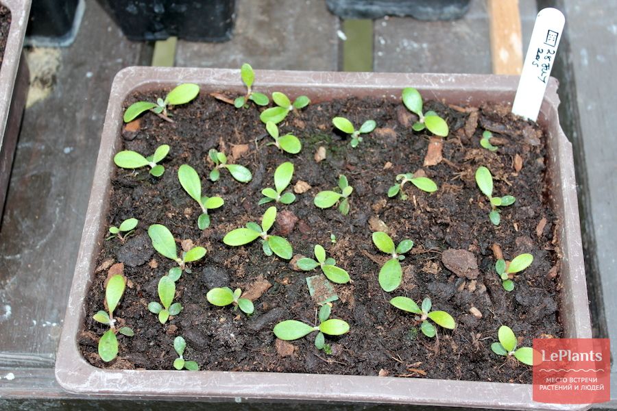 как выращивать рододендрон из семян