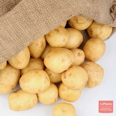 Картофель Джувел