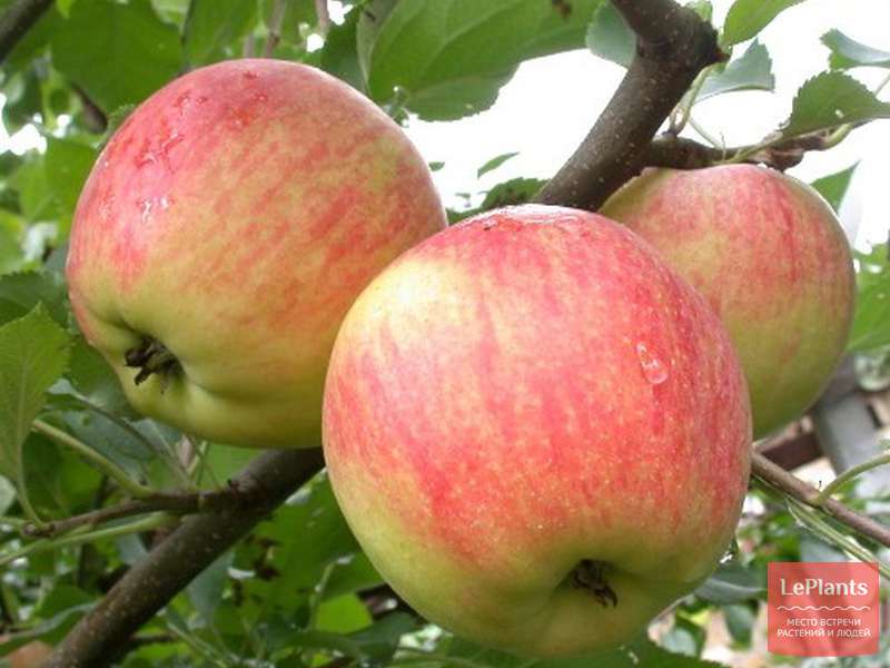 Яблоня 'Зимний шафран' — описание сорта, характеристики | на LePlants.ru