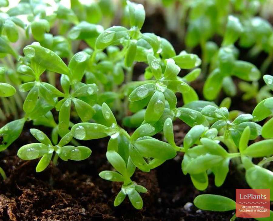 кресс салат описание растения
